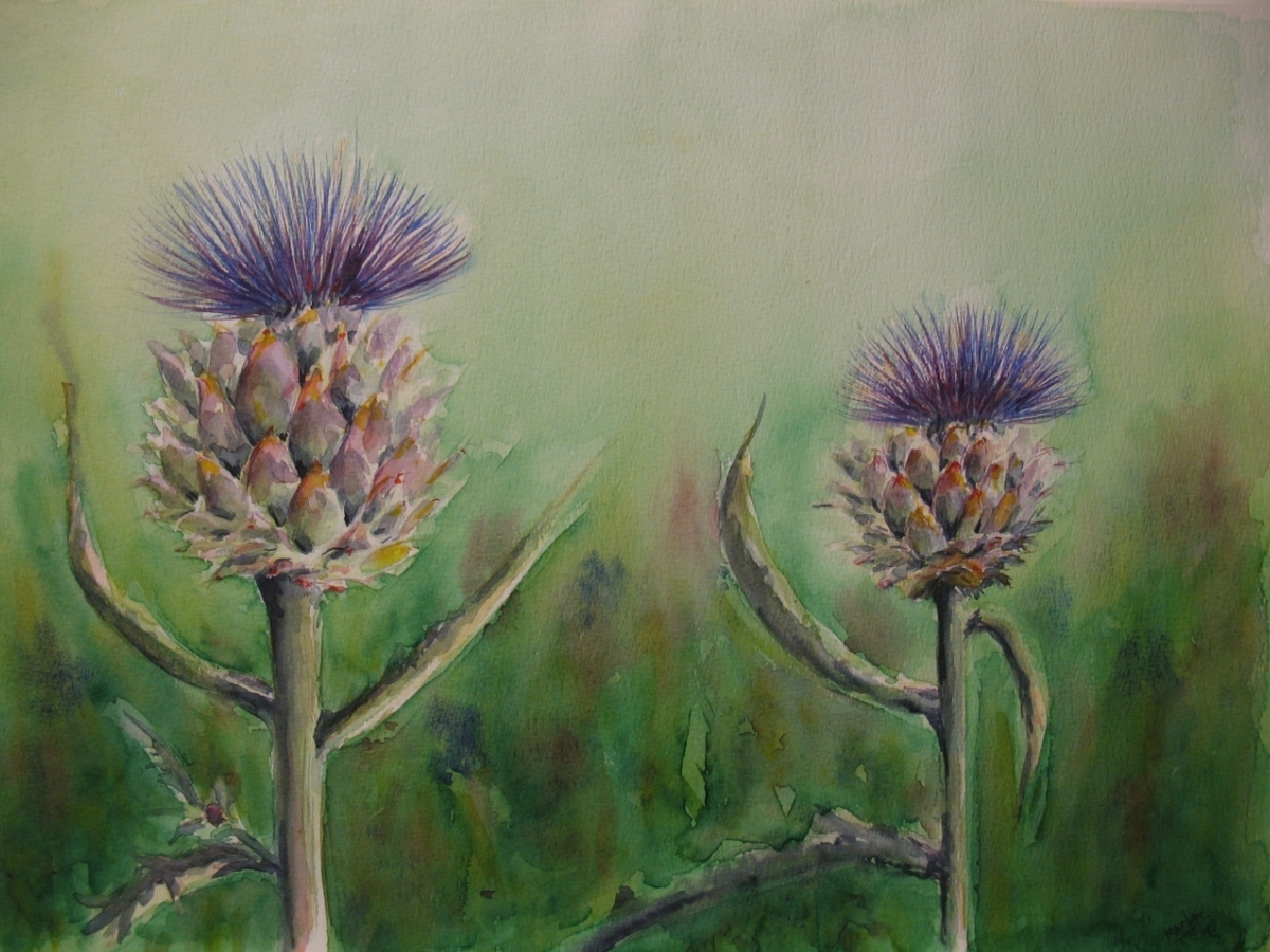 Sier-Artisjokken, 30x40 cm, Aquarel 1997