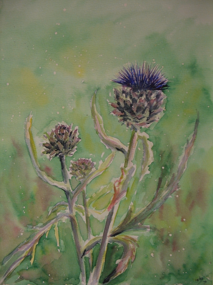 Sier-Artisjokken, 30x40 cm, Aquarel 1997