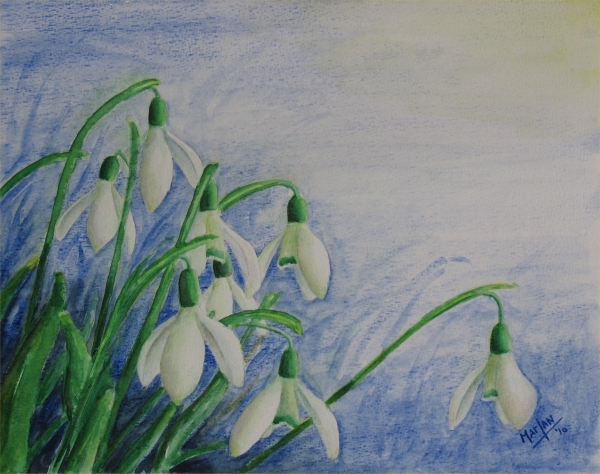 Sneeuwklokjes - Galanthus nivalis - , 30x40 cm, Aquarel 2010