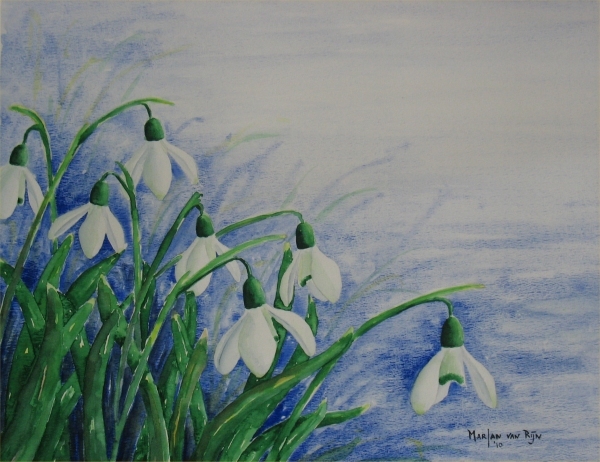 Sneeuwklokjes, 50x40 cm, Aquarel 2010