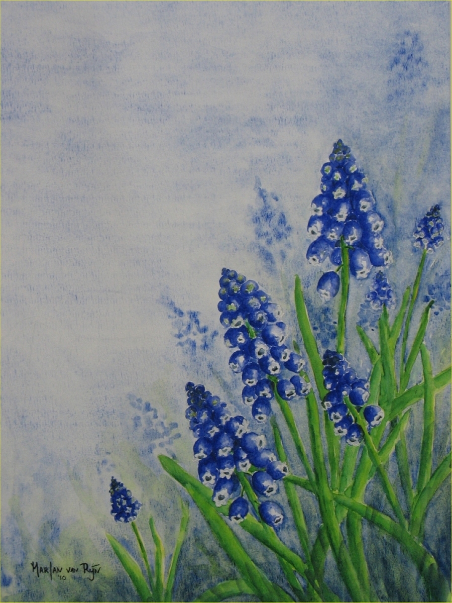 Blauwe druifjes, 50x40 cm, Aquarel 2010